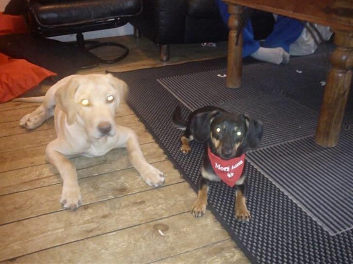 Gravhund gigi billede 9