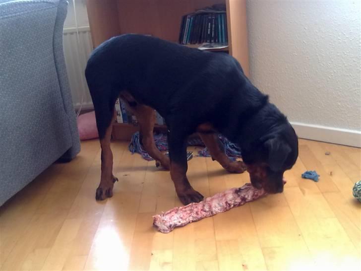 Rottweiler Hachi billede 10