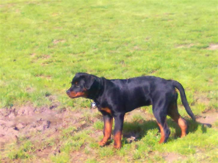 Rottweiler Hachi billede 11