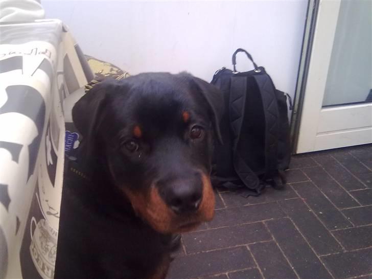 Rottweiler Hachi billede 14