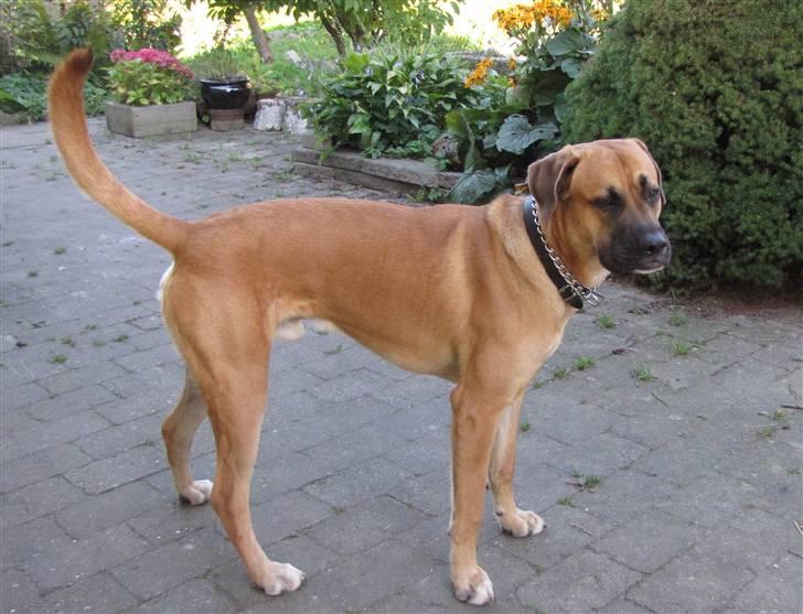 Blanding af racer Bailey billede 11