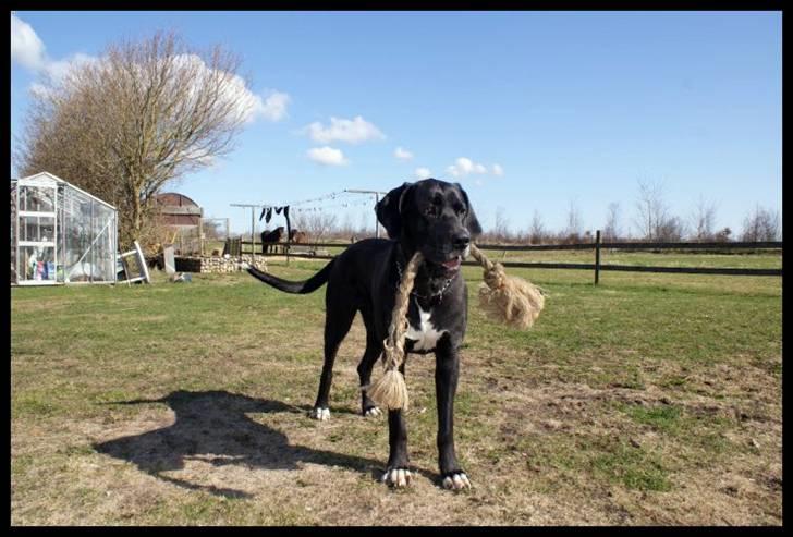 Grand danois Freja billede 15