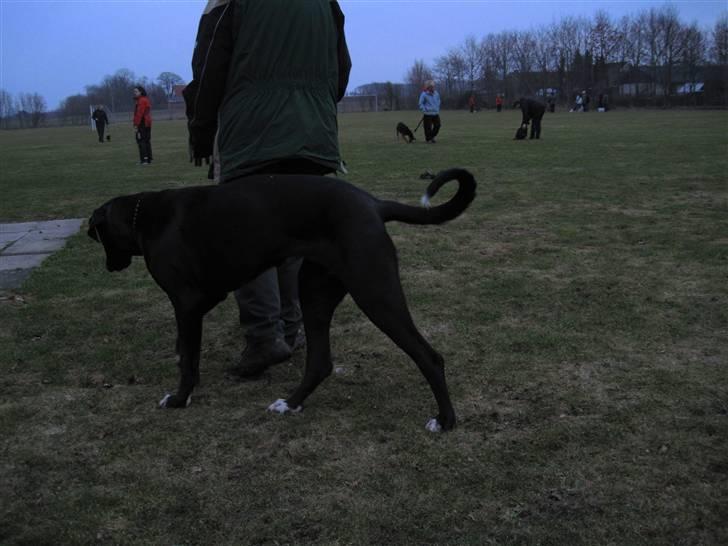 Grand danois Freja billede 16