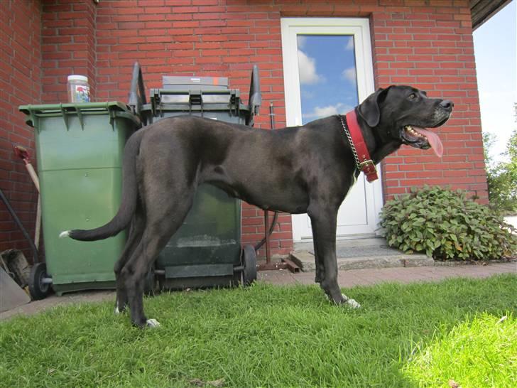 Grand danois Freja billede 17