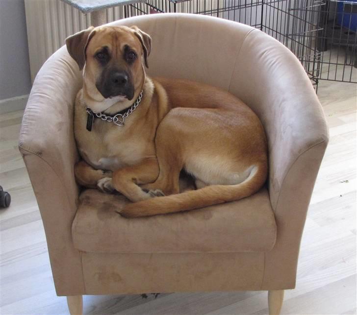 Blanding af racer Bailey - "Hey far? Kan du huske dengang du havde en stol" billede 12