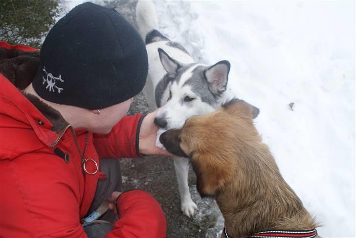 Alaskan husky Mischa billede 11