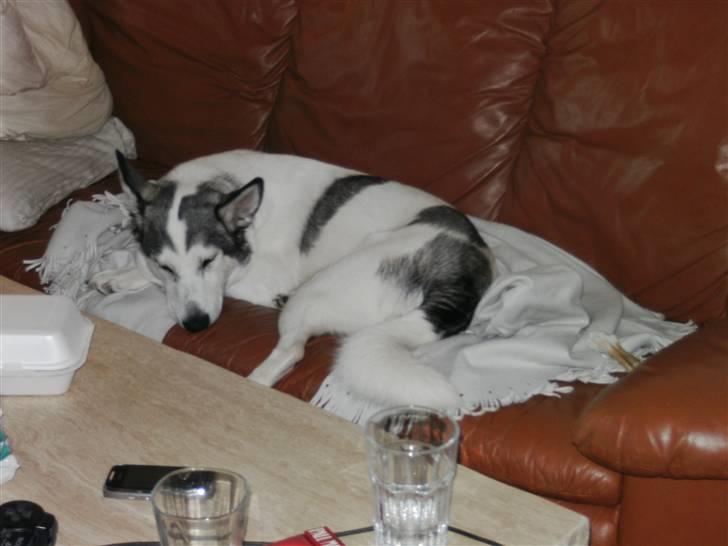 Alaskan husky Mischa billede 12