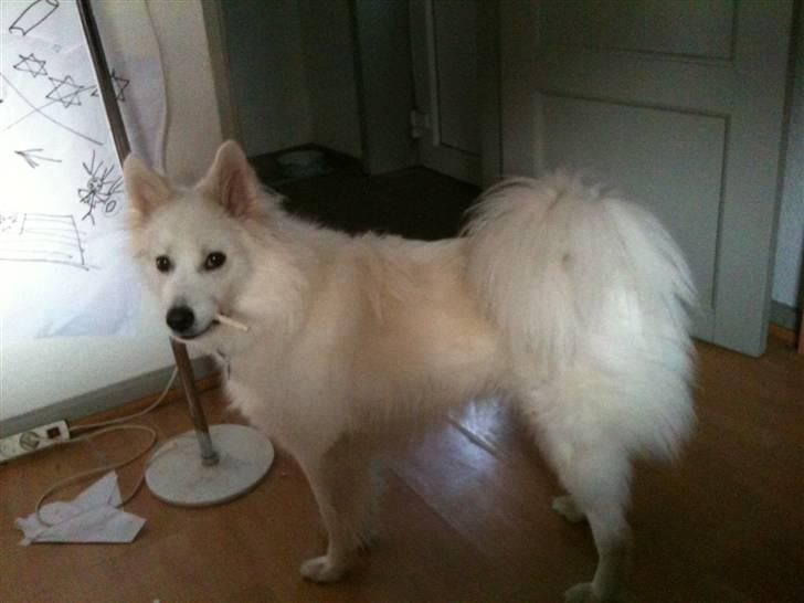 Japansk spids Tjalfe billede 17