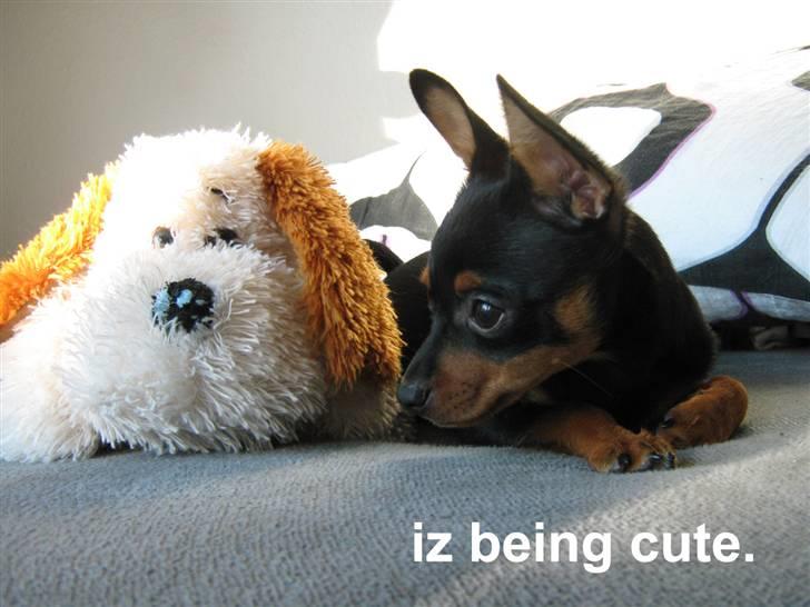 Blanding af racer Victor Zumbusch billede 4