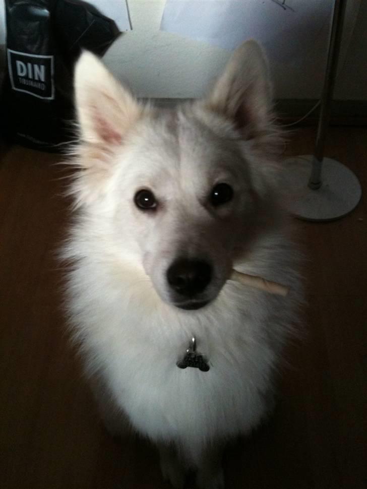 Japansk spids Tjalfe billede 18