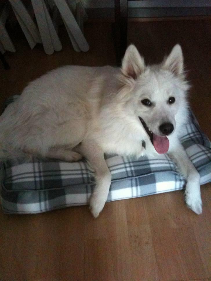 Japansk spids Tjalfe billede 19