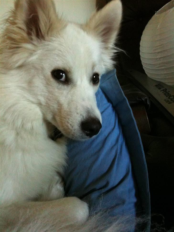 Japansk spids Tjalfe billede 20