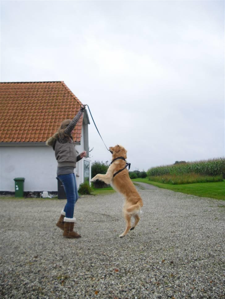 Golden retriever Samson - Iiih hunden kan stejler :D billede 14