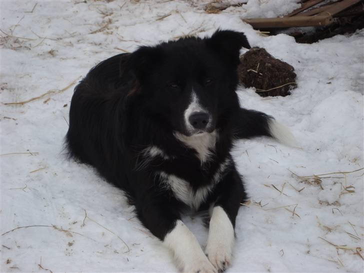 Border collie Wolf - Wolf :) (d. 20.02.2010) billede 2