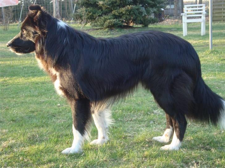 Border collie Wolf - Wolf :) (d. 08.04.2010) billede 4