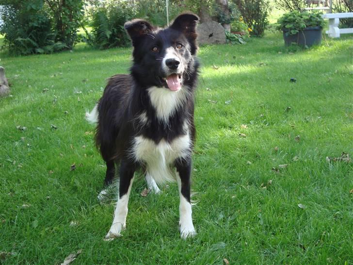 Border collie Wolf - Wolf (d. 27.08.2010) billede 5