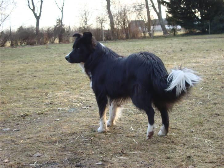 Border collie Wolf - Wolf :) (d. 16.03.2010) billede 8