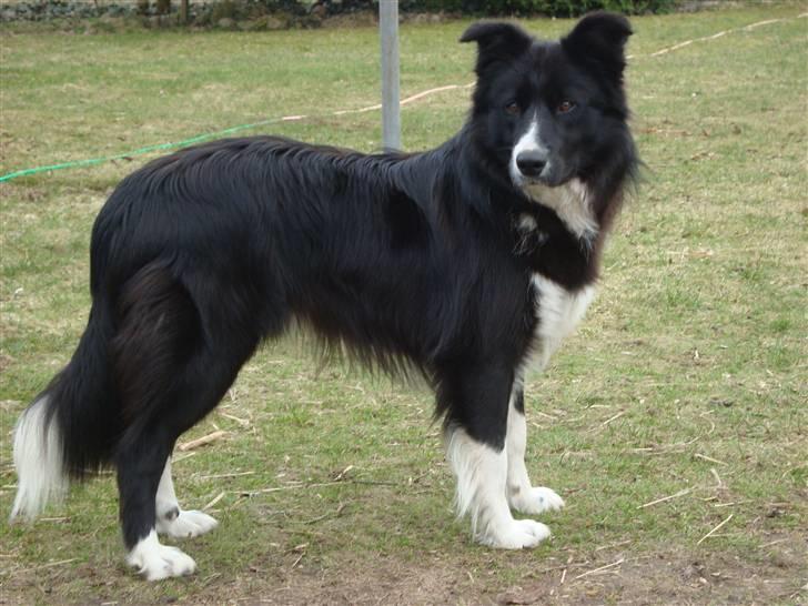 Border collie Wolf - Wolf :) (d. 30.03.2010) billede 9