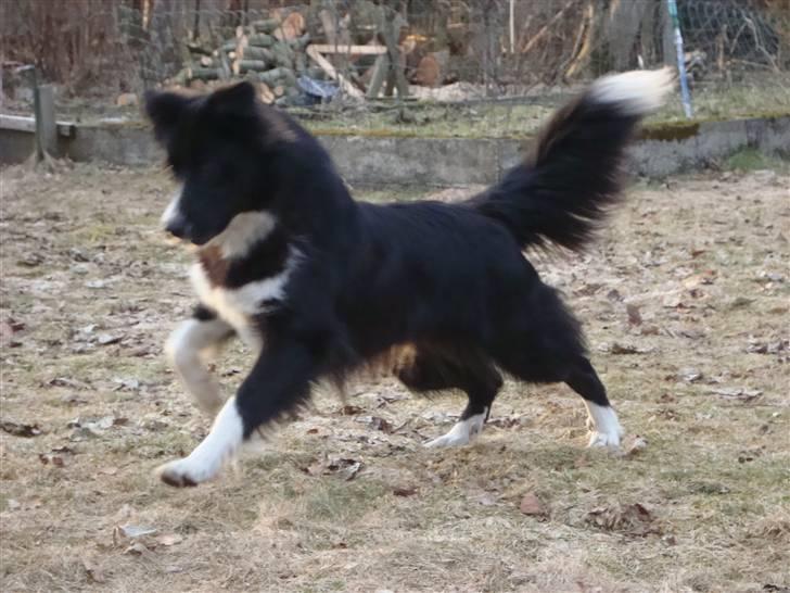 Border collie Wolf - Wolf :) (d. 16.03.2010) billede 13