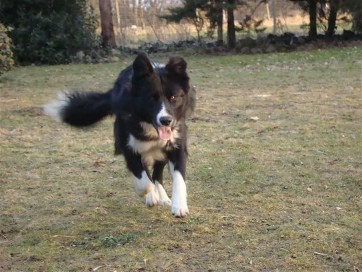 Border collie Wolf - Wolf :) (d. 16.03.2010) billede 14