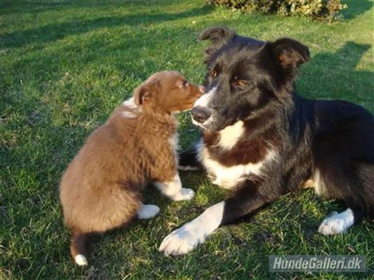 Border collie Wolf - Wolf & Smoothie :) (d. 08.04.2010) billede 16