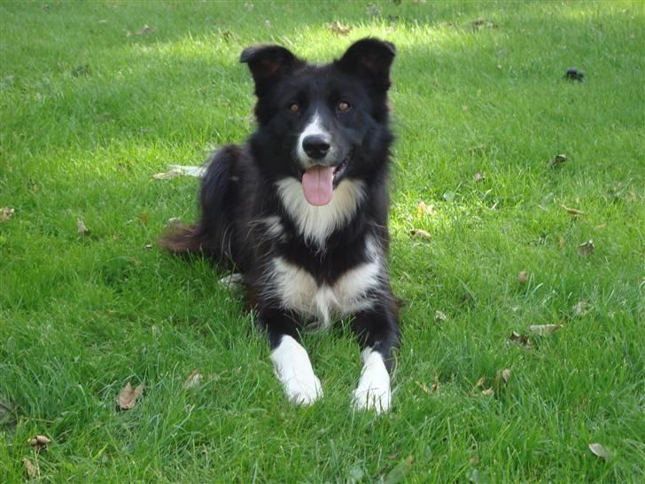 Border collie Wolf - Wolf (d. 27.08.2010) billede 17