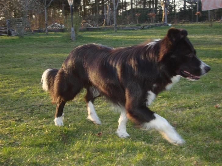 Border collie Wolf - Wolf :) (d. 08.04.2010) billede 18