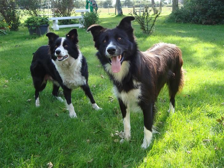 Border collie Wolf - Fly & Wolf (d. 27.08.2010) billede 20