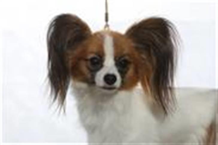 Papillon Emma billede 1