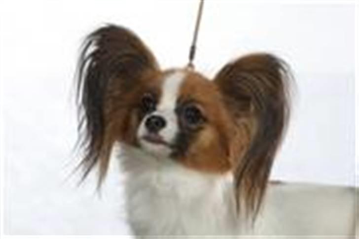 Papillon Emma billede 2