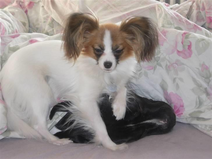 Papillon Emma billede 3