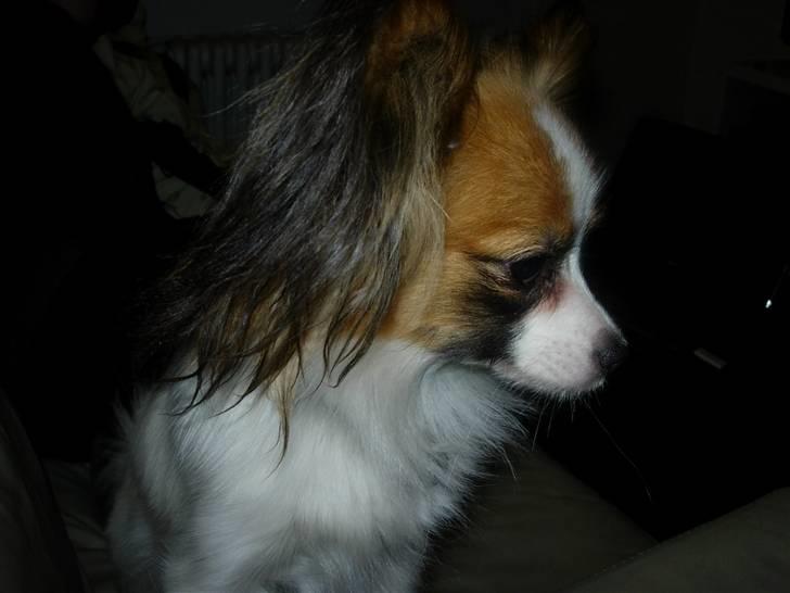 Papillon Emma billede 4