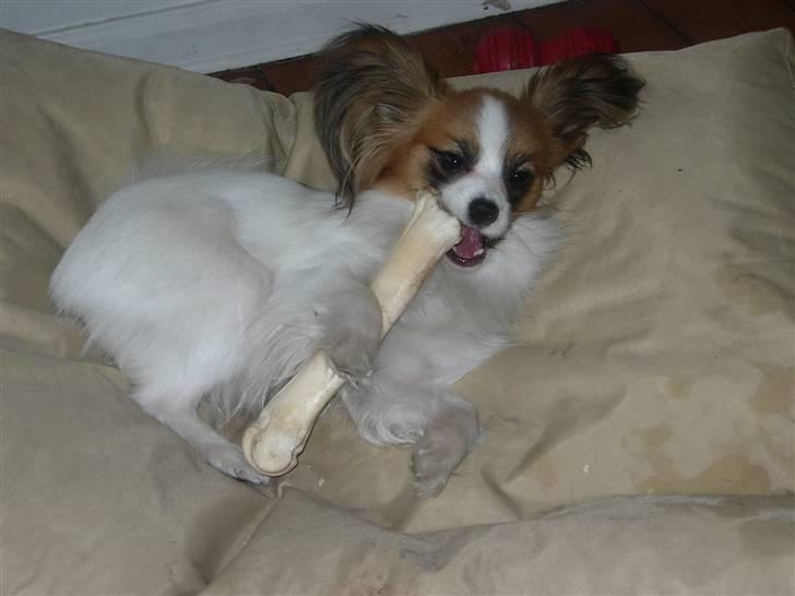 Papillon Emma billede 5