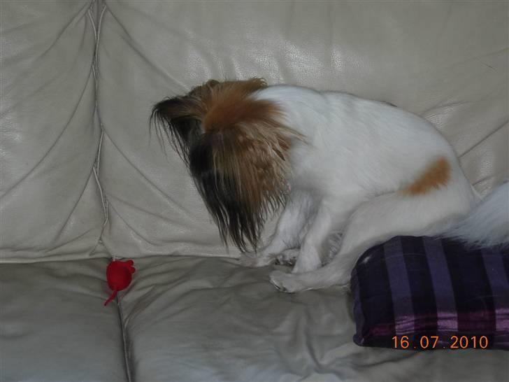 Papillon Emma billede 6