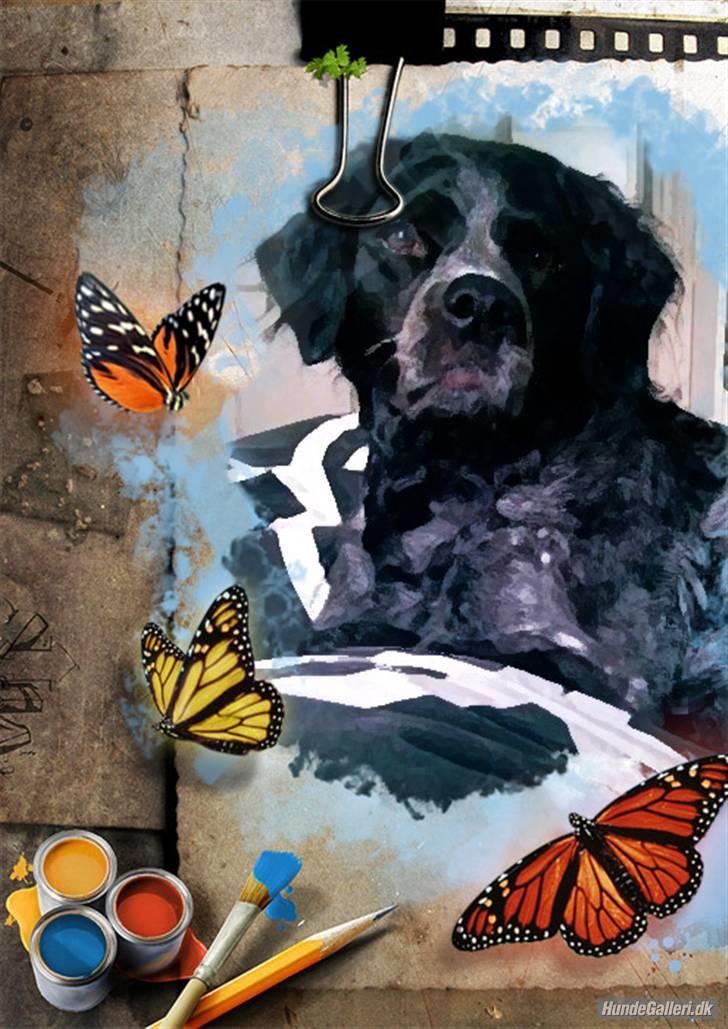 Breton Niko billede 6