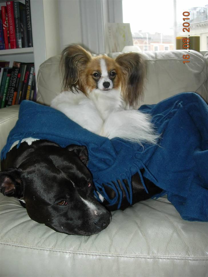 Papillon Emma billede 7