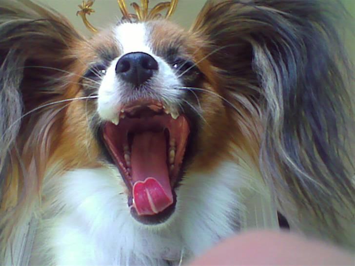 Papillon Emma billede 8