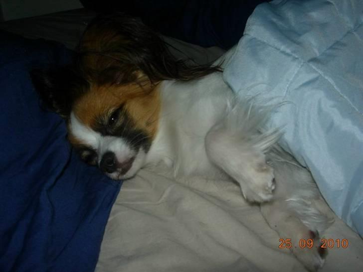 Papillon Emma billede 9