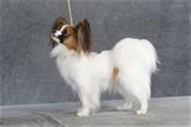 Papillon Emma billede 10