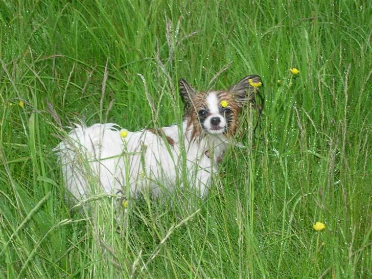 Papillon Emma billede 11