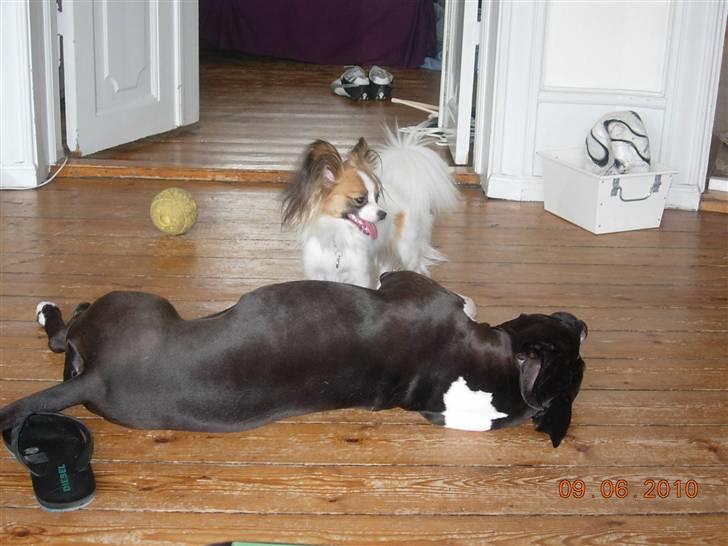 Papillon Emma billede 12