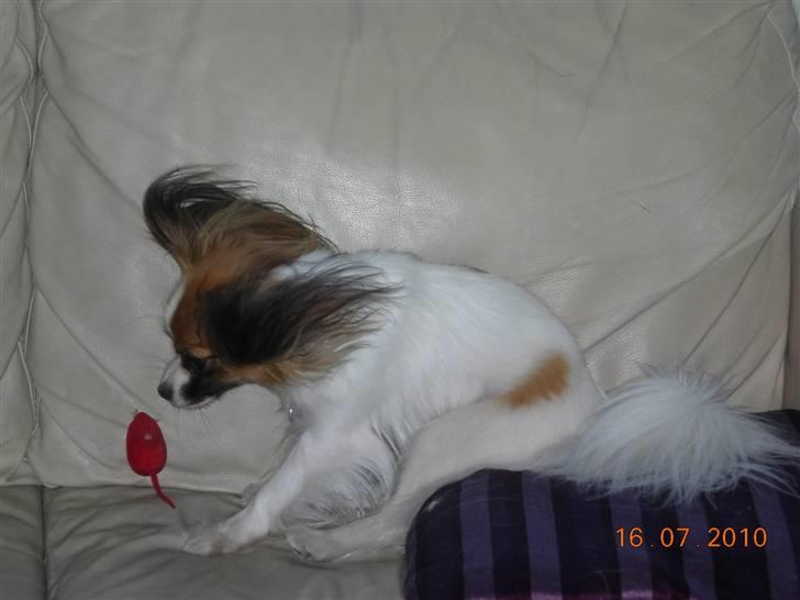 Papillon Emma billede 13