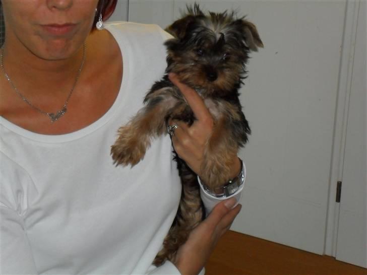Yorkshire terrier Daisy Stick billede 1
