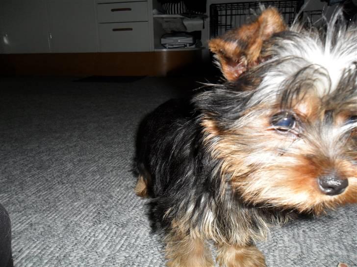 Yorkshire terrier Daisy Stick billede 2