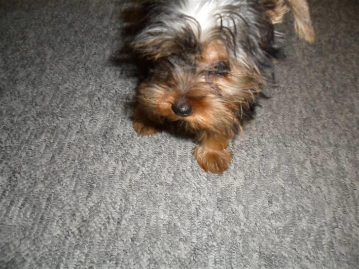 Yorkshire terrier Daisy Stick billede 3