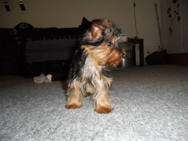 Yorkshire terrier Daisy Stick billede 4