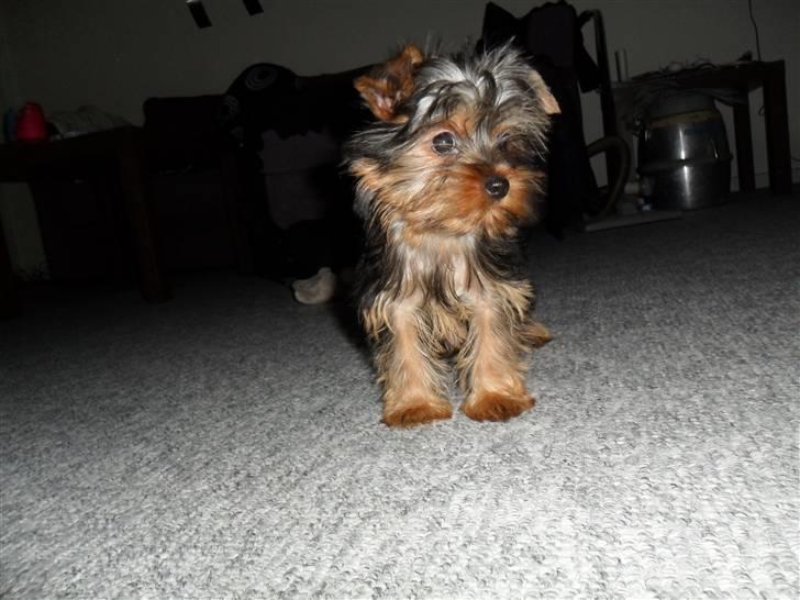 Yorkshire terrier Daisy Stick billede 5