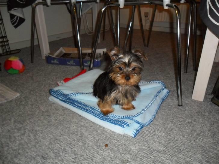 Yorkshire terrier Daisy Stick billede 6