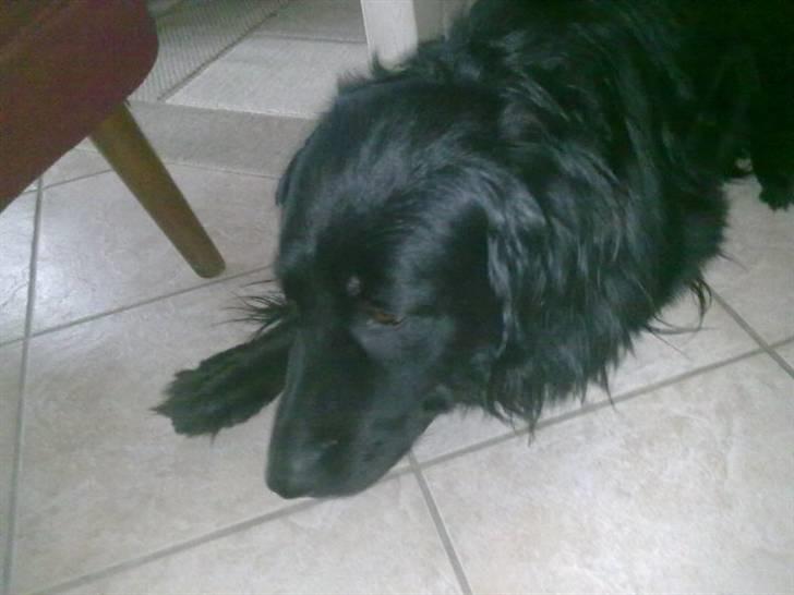 Hovawart Kenzo billede 1