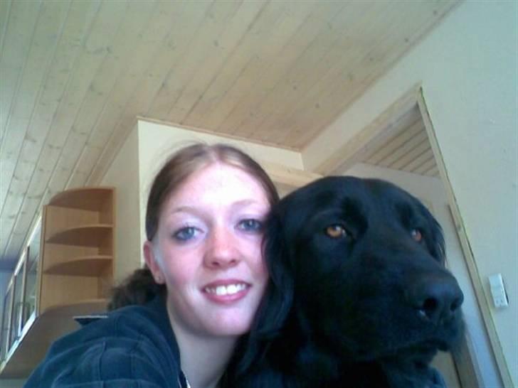 Hovawart Kenzo billede 2